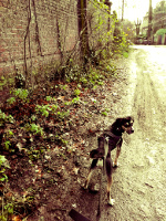 promenade-chien-lille