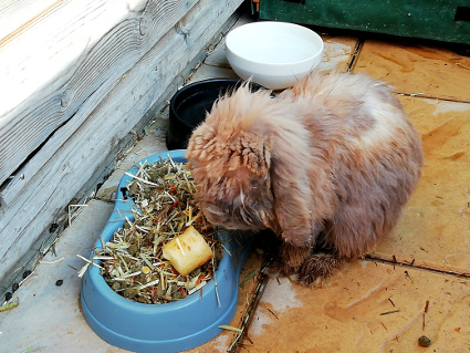 garde-lapin-lille