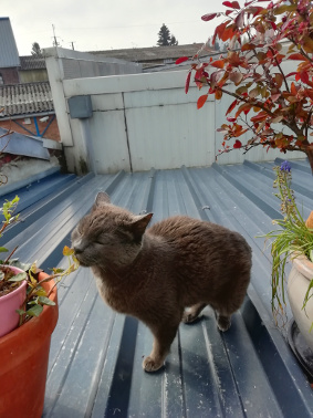 garde-chat-loos