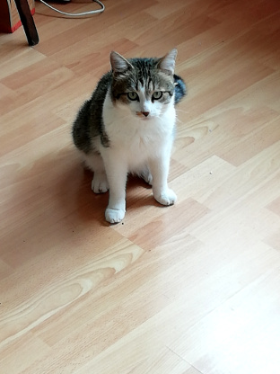 catsitter-lille-madeleine